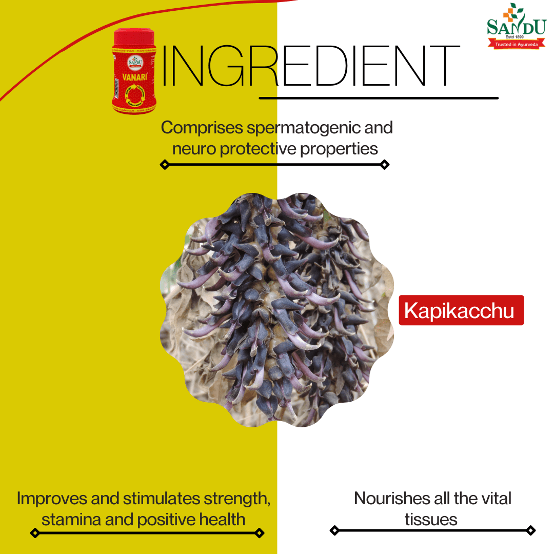 Sandu Vanari Kalpa (200 g) - Image 3